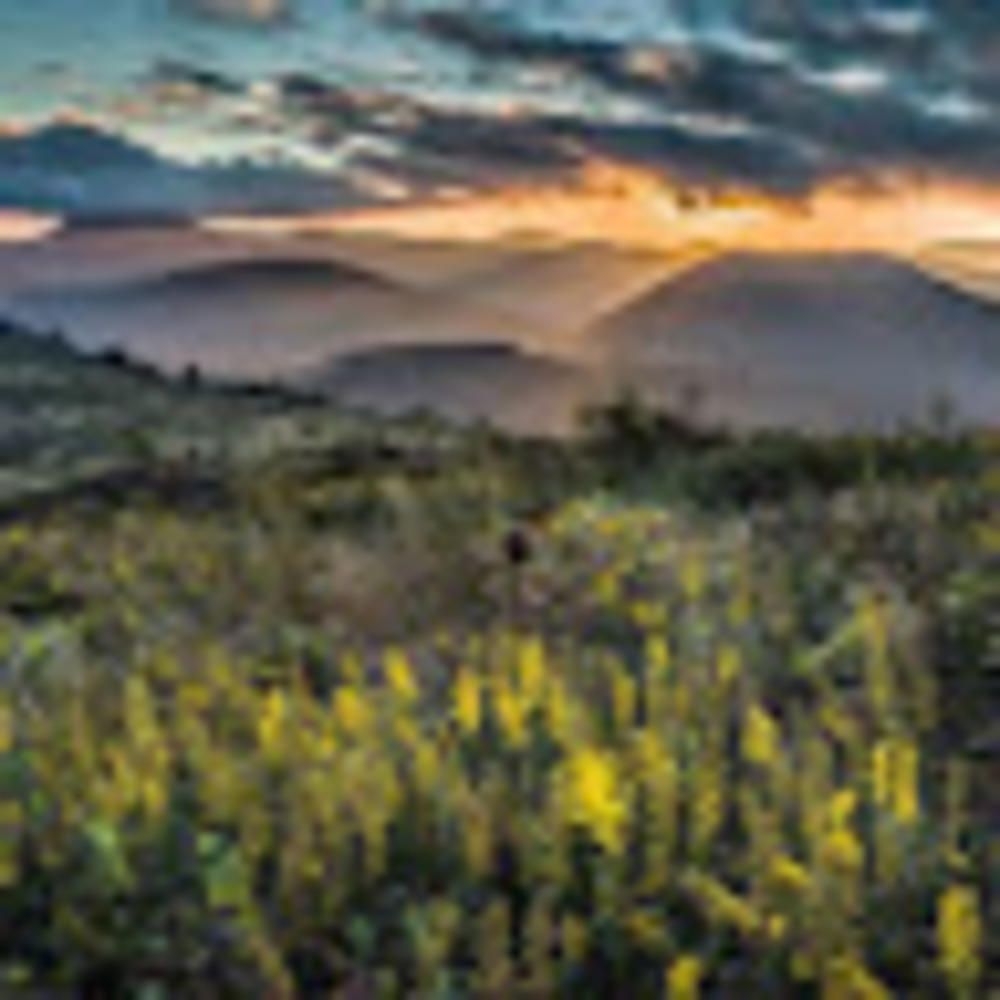 Meet your Posher, Jesses